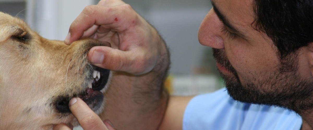 Foks Veteriner Kliniği