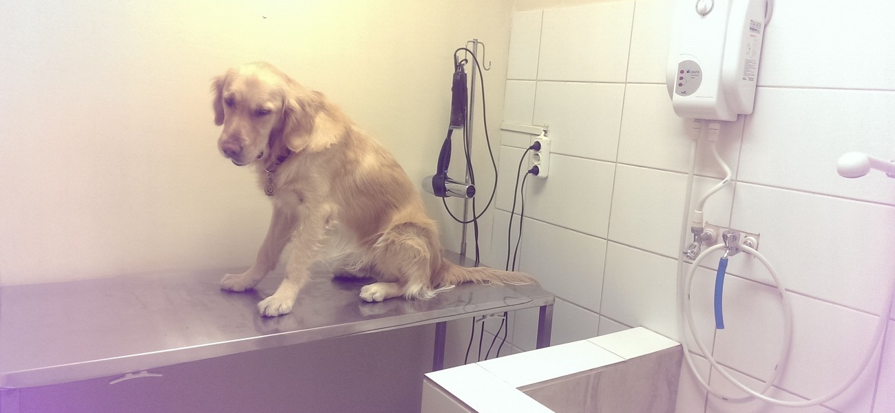 Foks Veteriner Kliniği