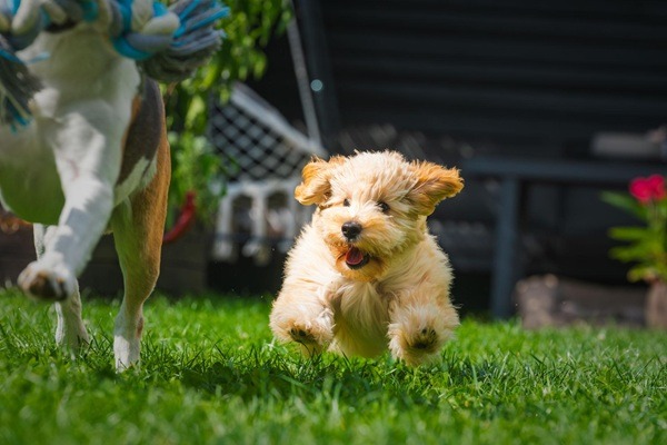 Yavru köpeklere ne zaman aşı yapılır?